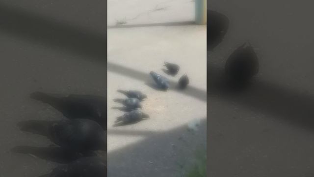 Голубь боец 😂