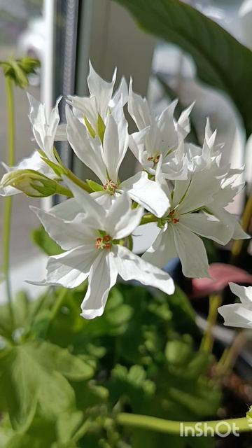Пеларгония Toscana Summer Twist White