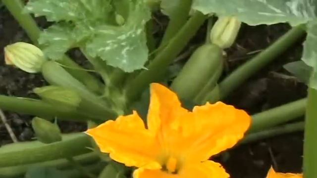 Кустовые кабачки
