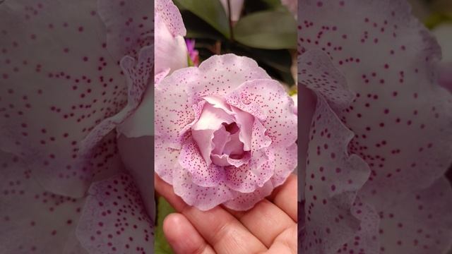 девочки!! Новые роспуски глоксиний каждое утро просыпаюсь и наслаждаюсь красотой 🥰