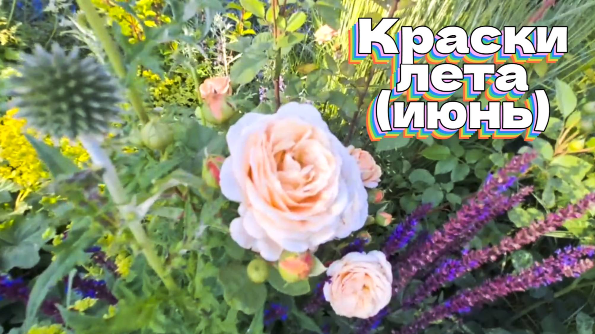 Краски лета (июнь)