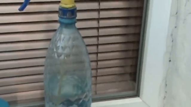 Как избавиться от тли на розах.Тля на розах.