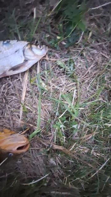 на рыбалке оказались сюрпризы