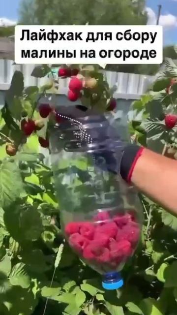 Как легко собрать малину 👍🏻