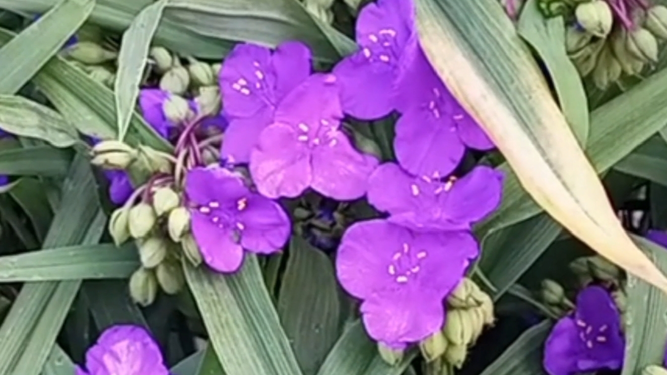 Садовая традесканция зимостойкая и долго цветёт.