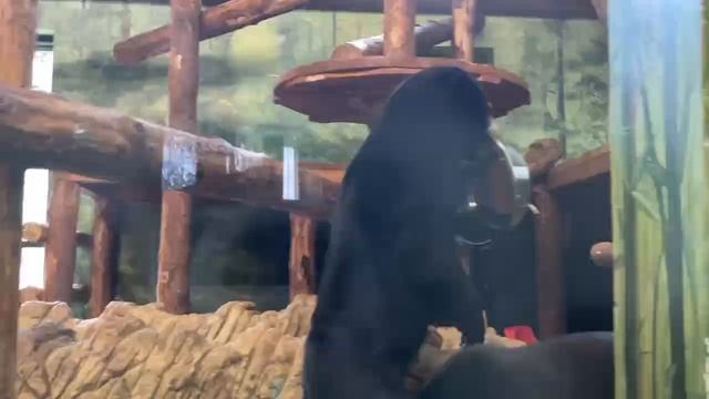 VID_20250628_062153_470.mp4.mov