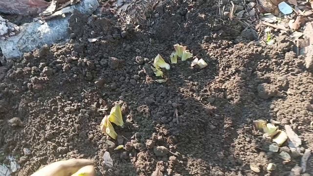 Секрет😊 что нужно сделать ,чтобы был большой урожай огурцов. Высаживаю ирисы.