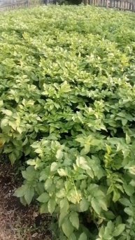 КАРТОФЕЛЬ НЕ Пострадал.