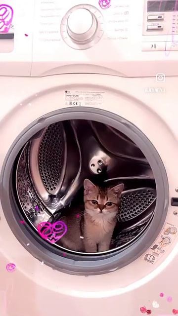#панда#кошка