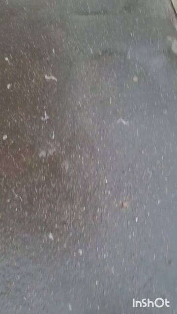 Животные.Сборник моментов из жизни братьев меньших.Фильм1.Серия3.Часть7 .mp4