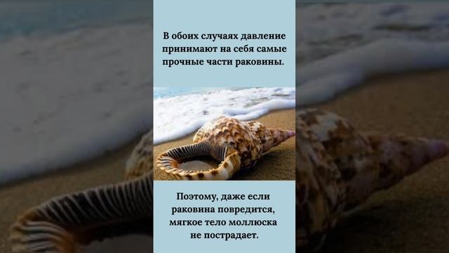 VID_20250628_062128_964.mp4