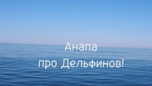 Анапа 28.06.2025 Дельфины