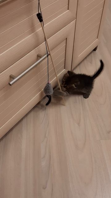 Новая удочка
