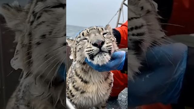 Киса и дельфин...
