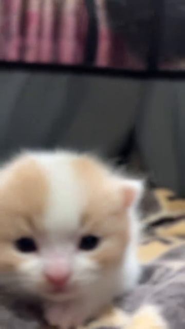Котёнок