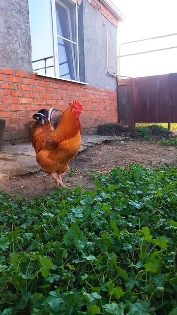 куриц для счастья много не бывает