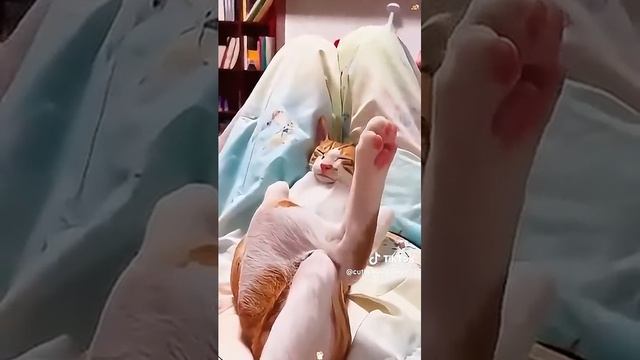 Кошки спят повсюду и в кастрюлях тоже😂😂😂