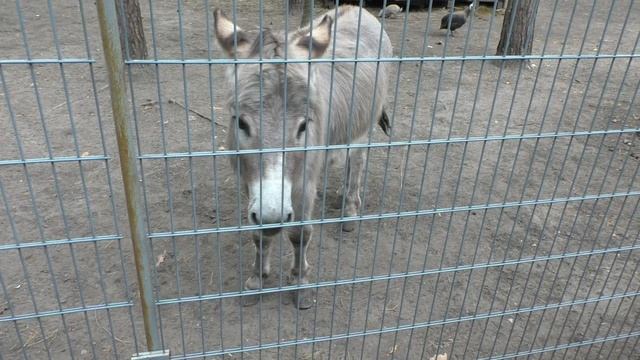 ПОКА).Видео Татьяны Крестьянсковой