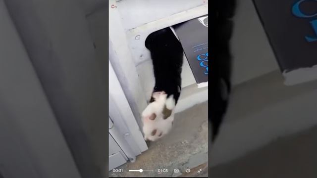 VID_20250628_062148_797.mp4