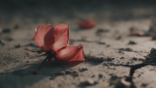 Любовь так быстротечна