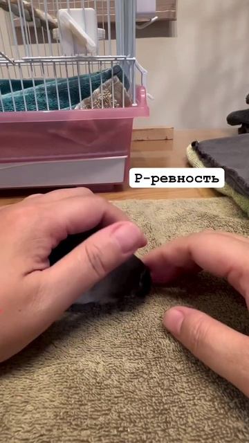 Смешные видео