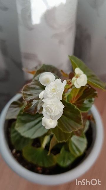 Бегония вечноцветущая Doublet White.
