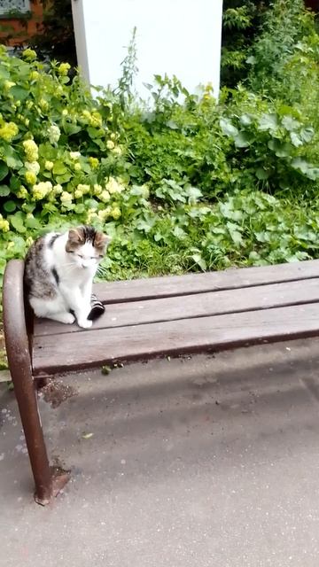 Котик отдыхает на лавочке