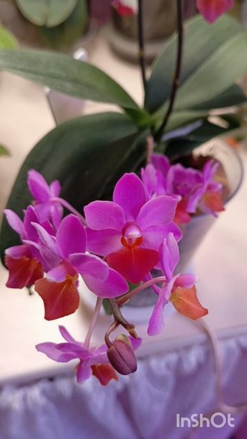 орхидея Liu's Triprince 'Pink
