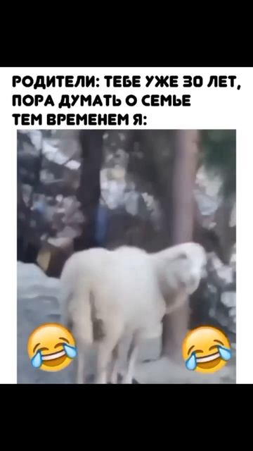 лол