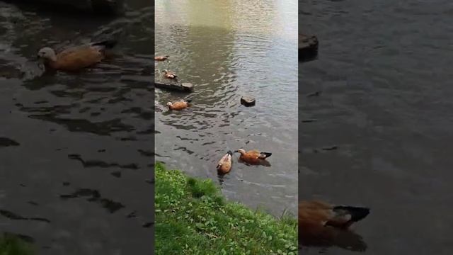 Медитация с утренней природой. Центр Универсологии. Елена Барабанова. МНШУ