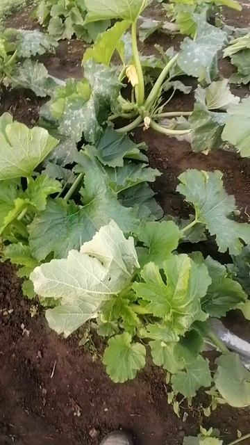 КАБОЧЕК, ВЫДЕРЖАЛ.