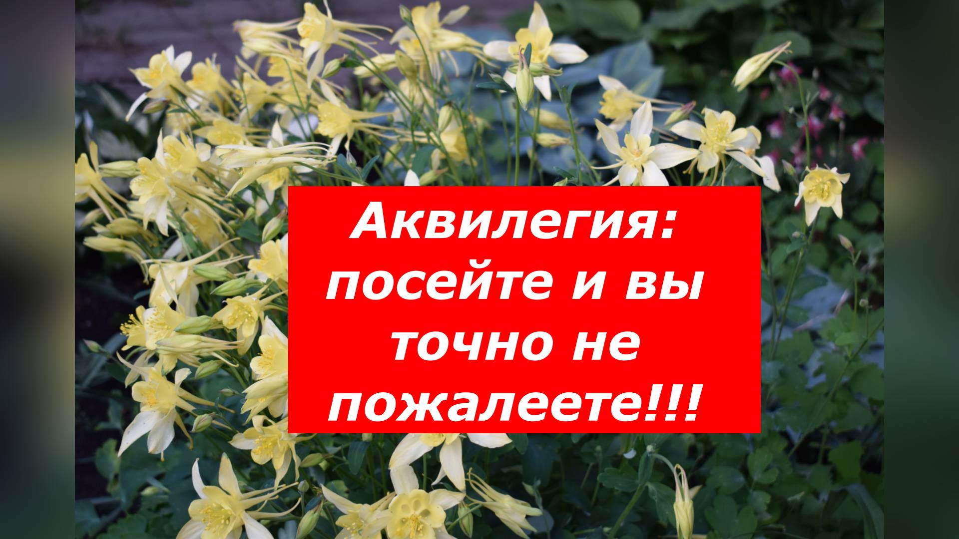Аквилегия- где и как выращивать этот замечательный цветок #цветы #аквилегия #садиогород