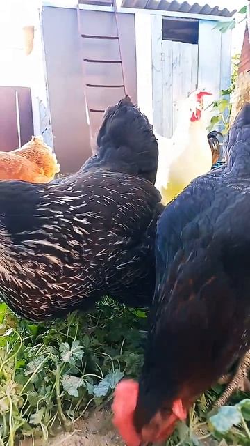 что кошки? что собаки? ВОТ КУРЫ ЭТО ДА!!!