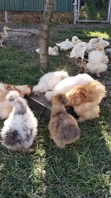 Дружный завтрак утят и курочек в саду