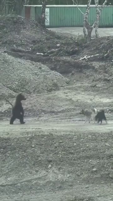 Отогнали зверя.🐻