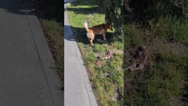 Встретила в парке вот таких замечательных звоночков