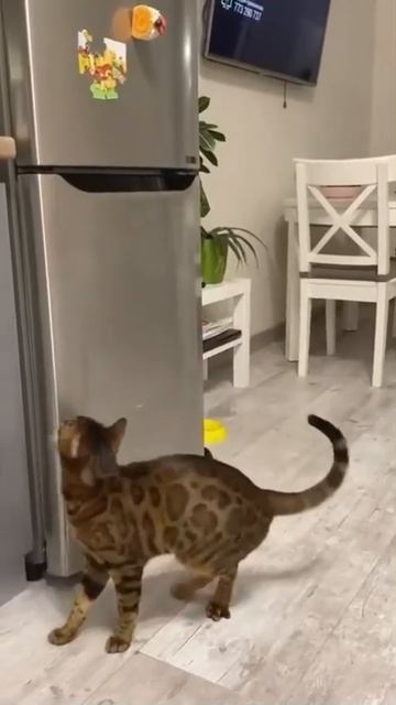 Как же он открывается ?!🥰🐈😍😉