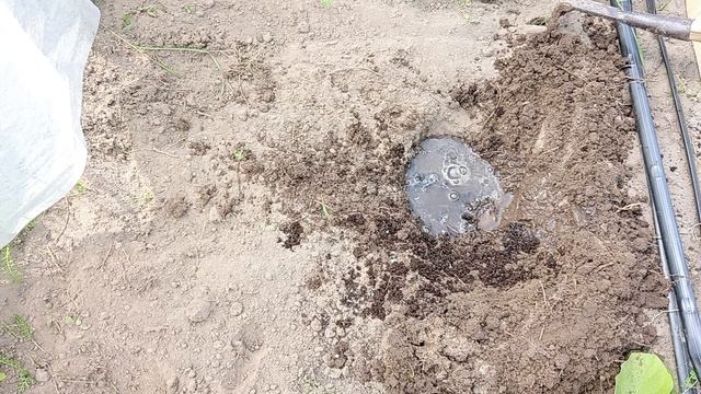 Как посадить перец в теплицу.
