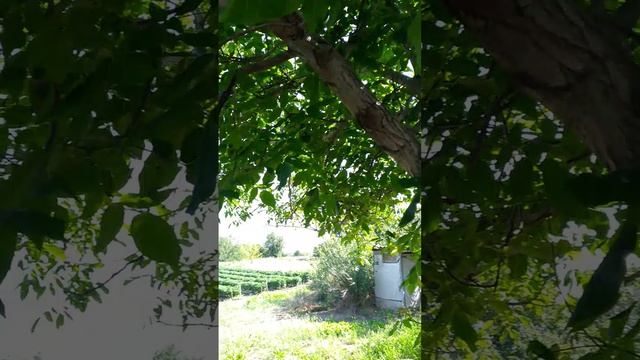 1000022740.mp4