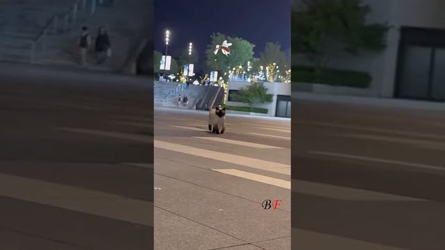 Смешные видео с животными 😂😂