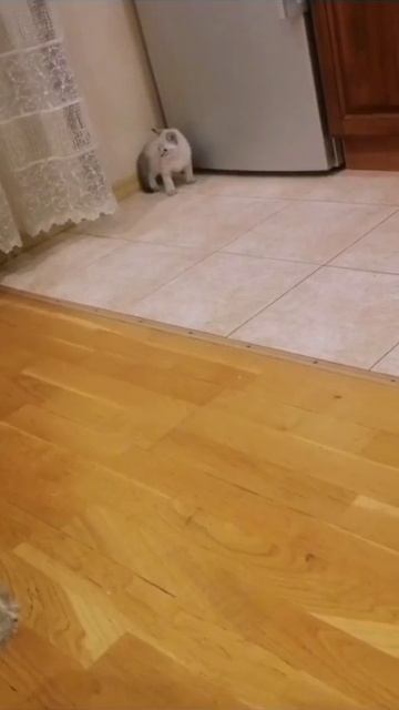 Котики