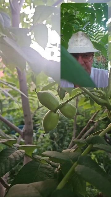 Сильный приворот на  Орех Грецкий