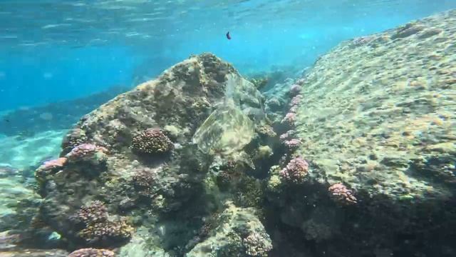 Морские черепахи на Сейшелах