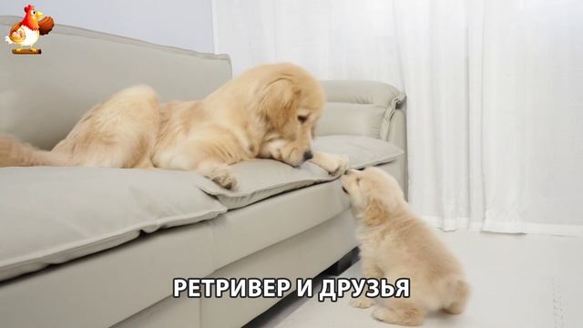 Золотистый ретривер и его друзья милые питомцы 🐕 выпуск (137)