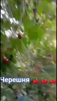 черешня ВАНЧ.БУНАЙ