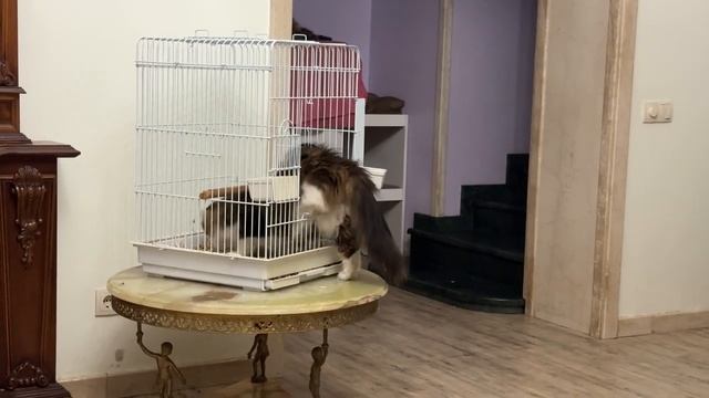 Смешные щенки играют в прятки.
