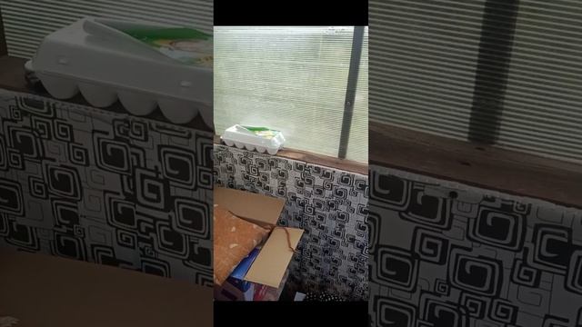 мой урожай ягод