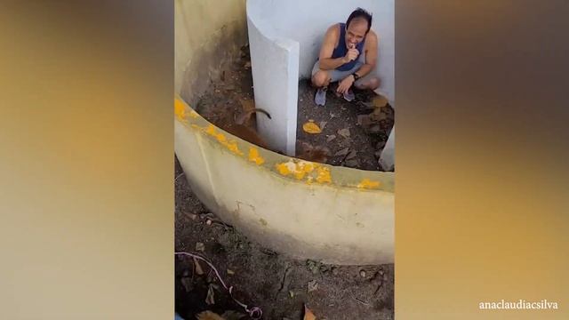 Смешные видео с животными 2022 Веселые Собаки Заставляют Вас Смеяться Весь День