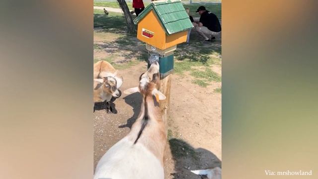 Это Для того, Чтобы ПОСМЕЯТЬСЯ, Просматривая Это Видео О САМЫХ СМЕШНЫХ ЖИВОТНЫХ На Земле.