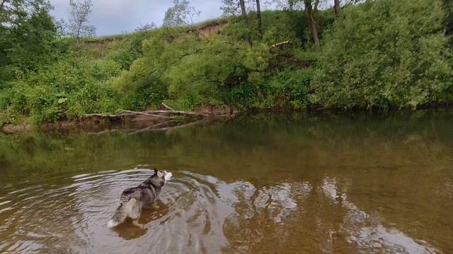 1000243187.mp4 
26.06.25.
Прогулка по лесу с 4 ч утра